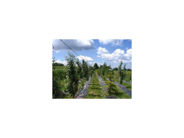 Bande boisée Saint-Évariste-de-Forsyth. Route 108 Plantation d’arbres feuillus, de conifères et d’arbustes.
