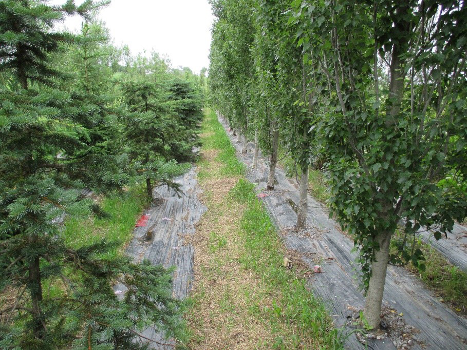 Bande boisée Saint-Évariste-de-Forsyth. Route 108 Plantation d’arbres feuillus, de conifères et d’arbustes.